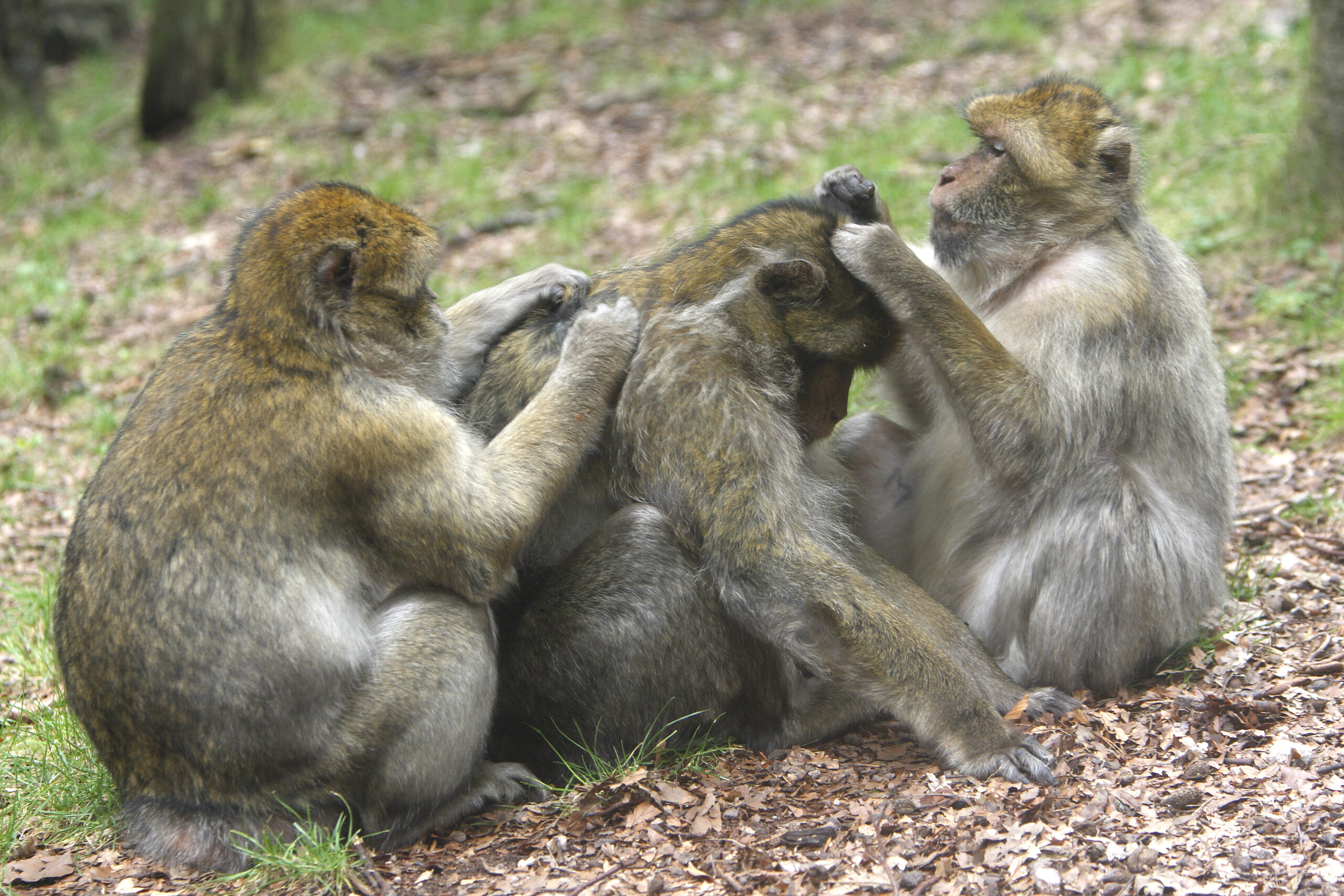 Barbary Macaque