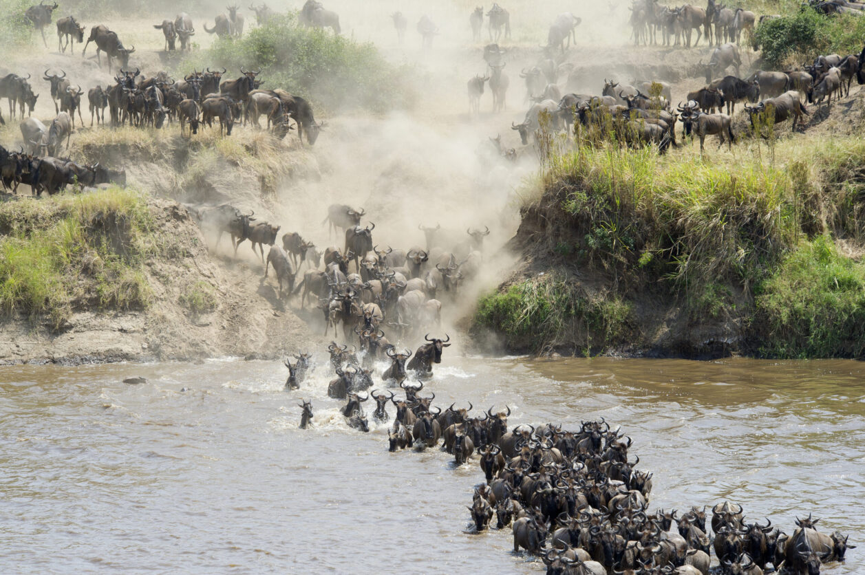 Wildebeest crossing