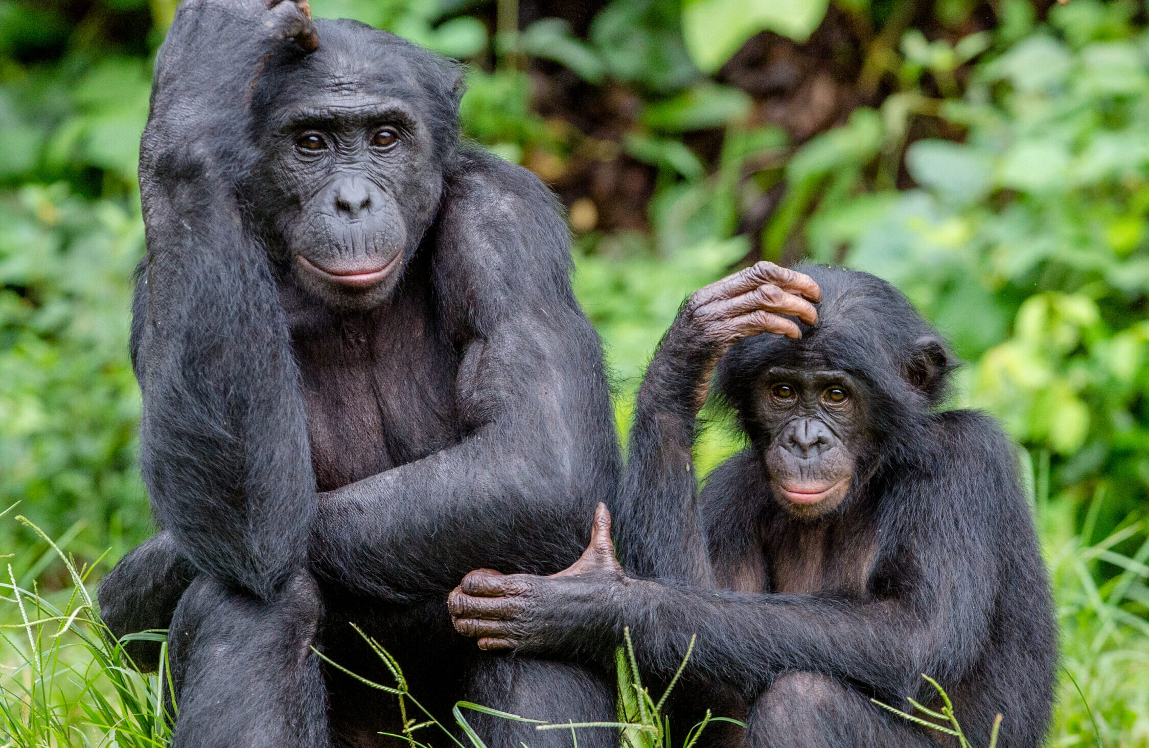 Bonobos in natural habitat