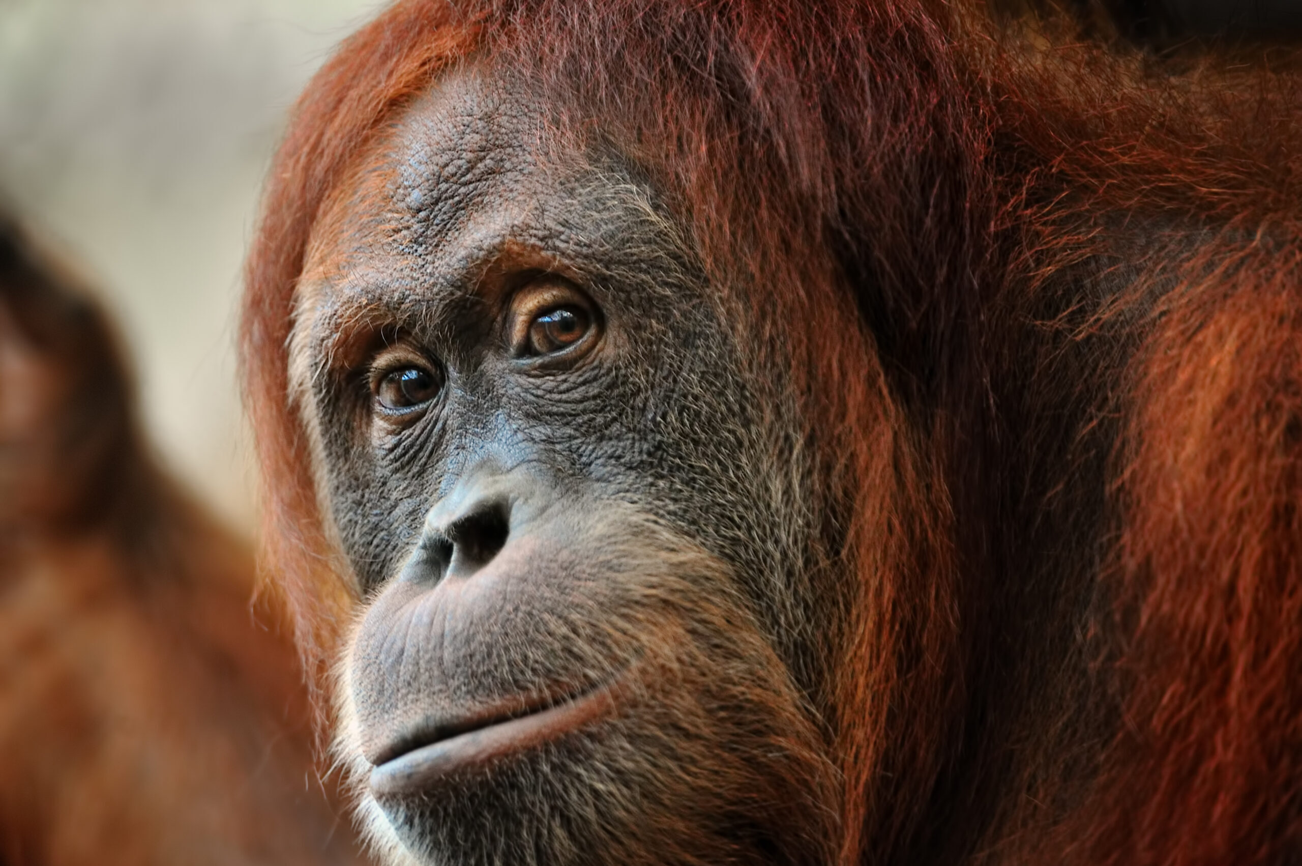 orangutan